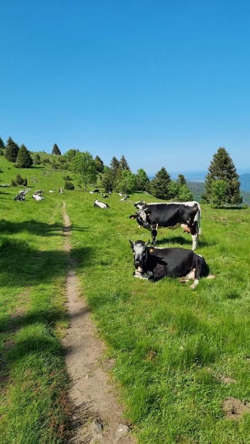 Nid 2 Cigognes Holiday home Zimmerbach